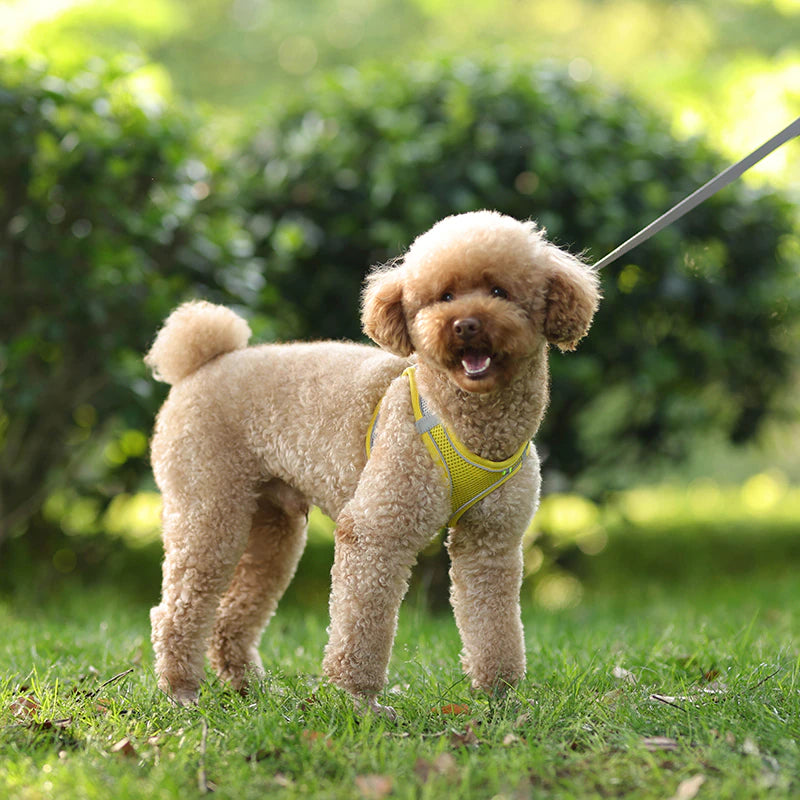 小型犬用安全ハーネス
