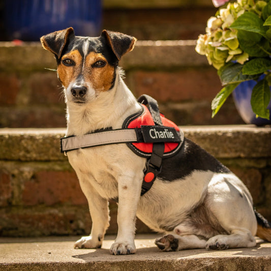 ワンダフルハーネス