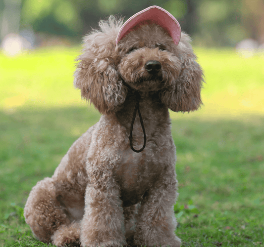 wonderful world ワンダフルワールド 赤 チェックコート 犬 刺繍 wonderful world ワンダフルワールド 赤 チェックコート 犬 刺繍